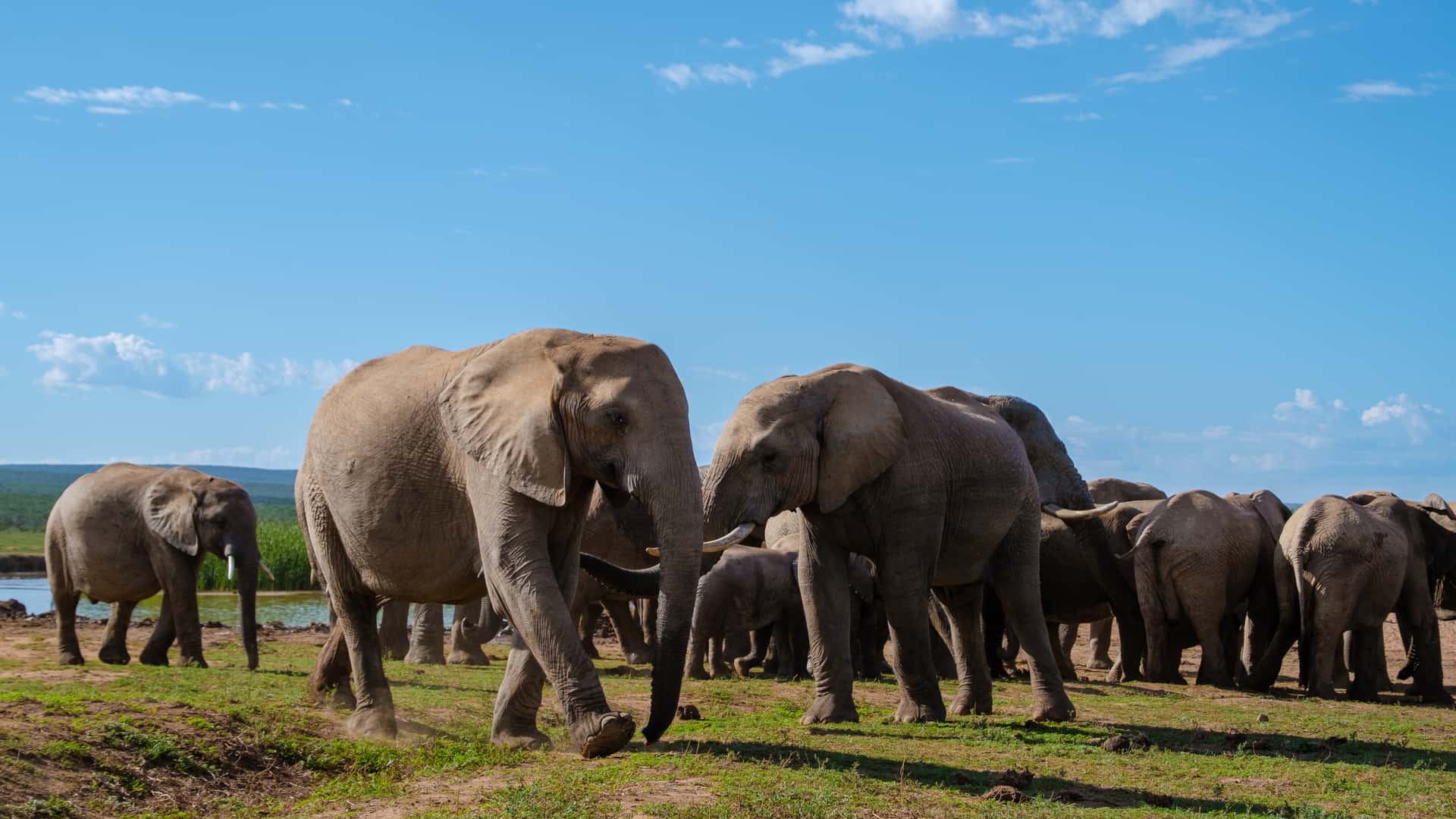 Addo Elephant National Park in South Africa