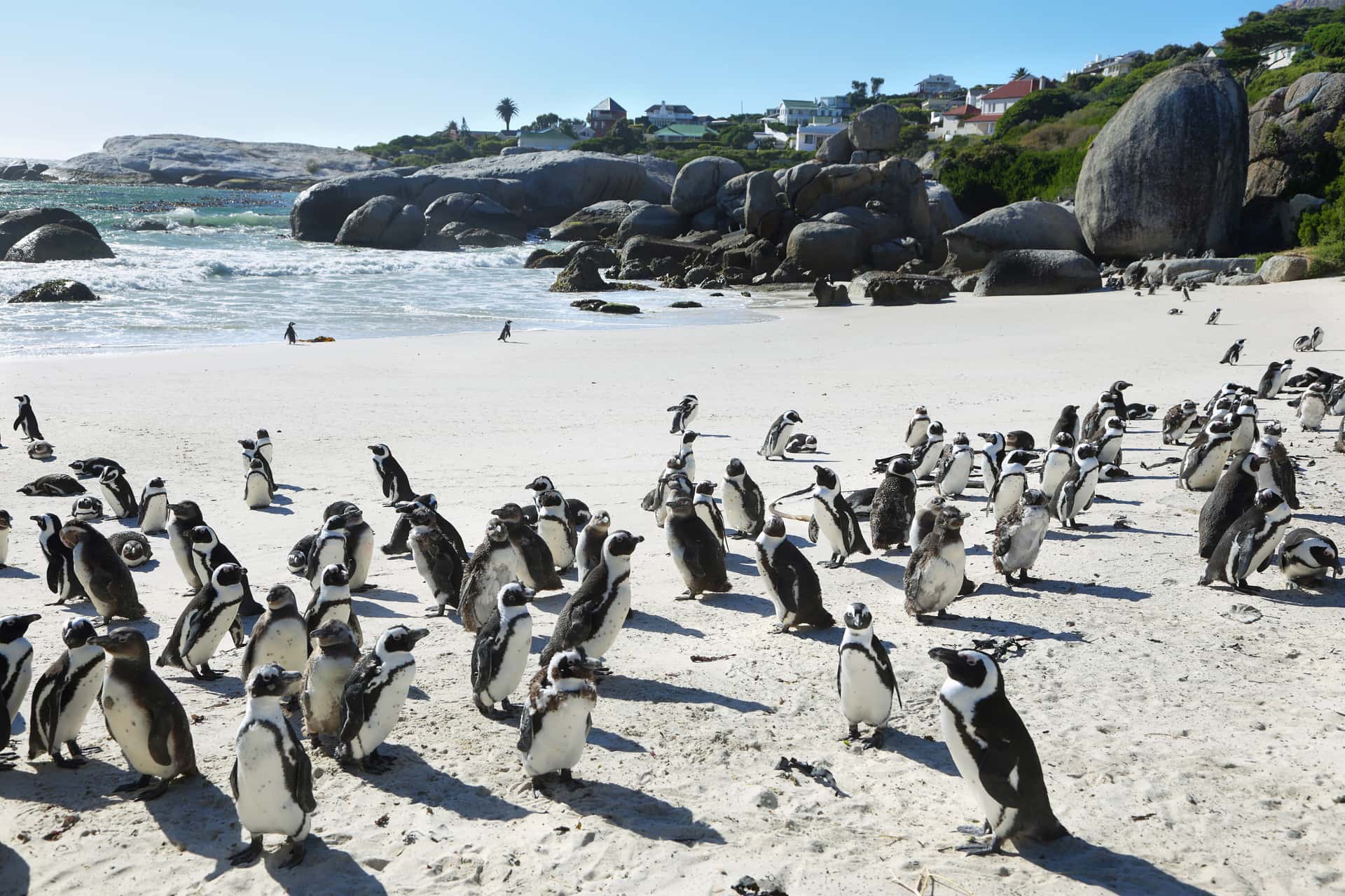 Boulders Beach in South Africa