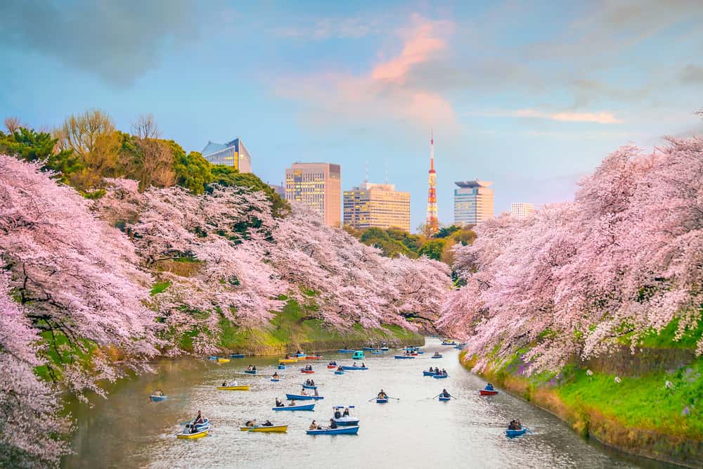 Chidorigafuchi Park in Japan