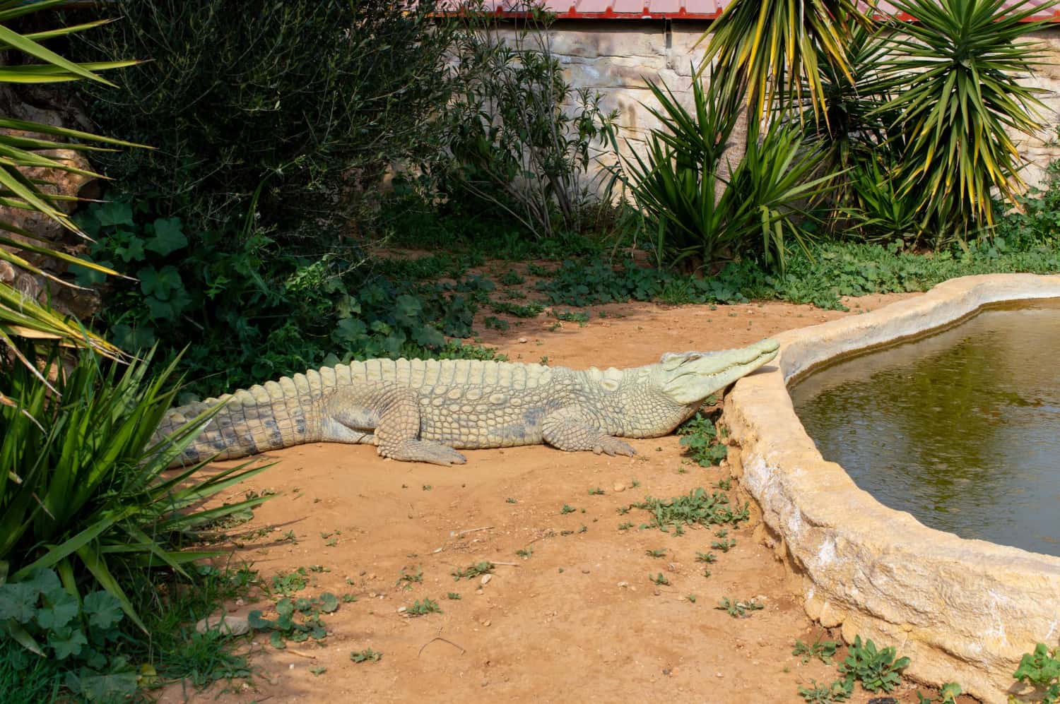 Crocodile Farm in Singapore Malaysia