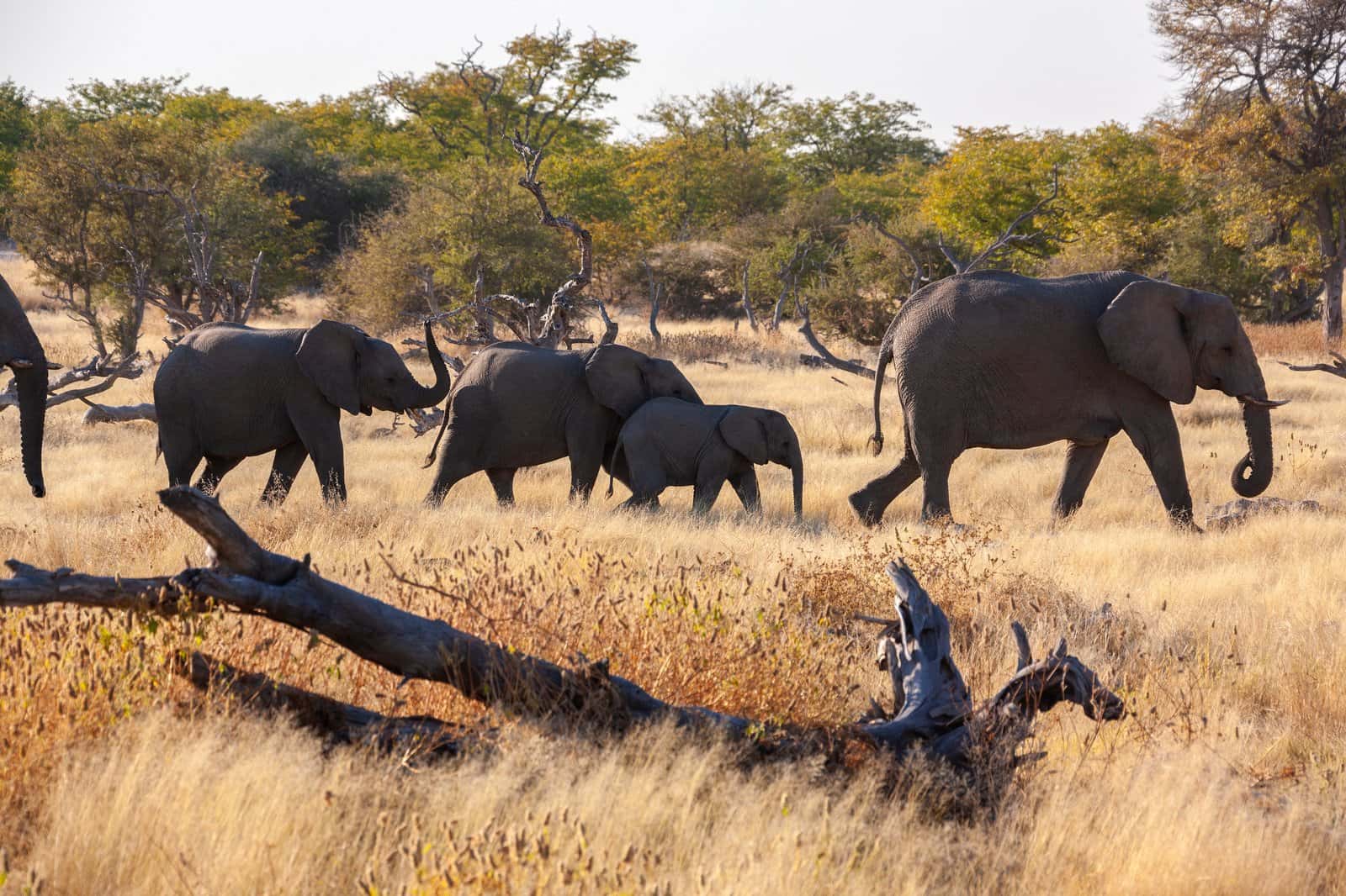 Elephant interaction and safaris in Botswana