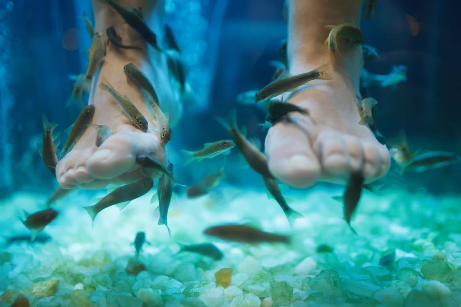 Experience Feet Fish Spa in Singapore Malaysia