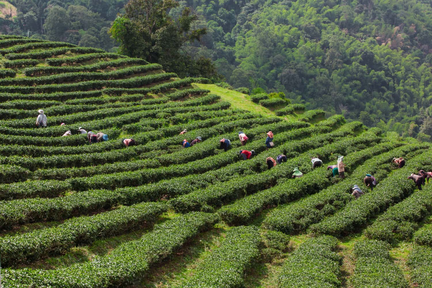 Experience the Tea culture in Sapa in Southeast Super Seller Packages