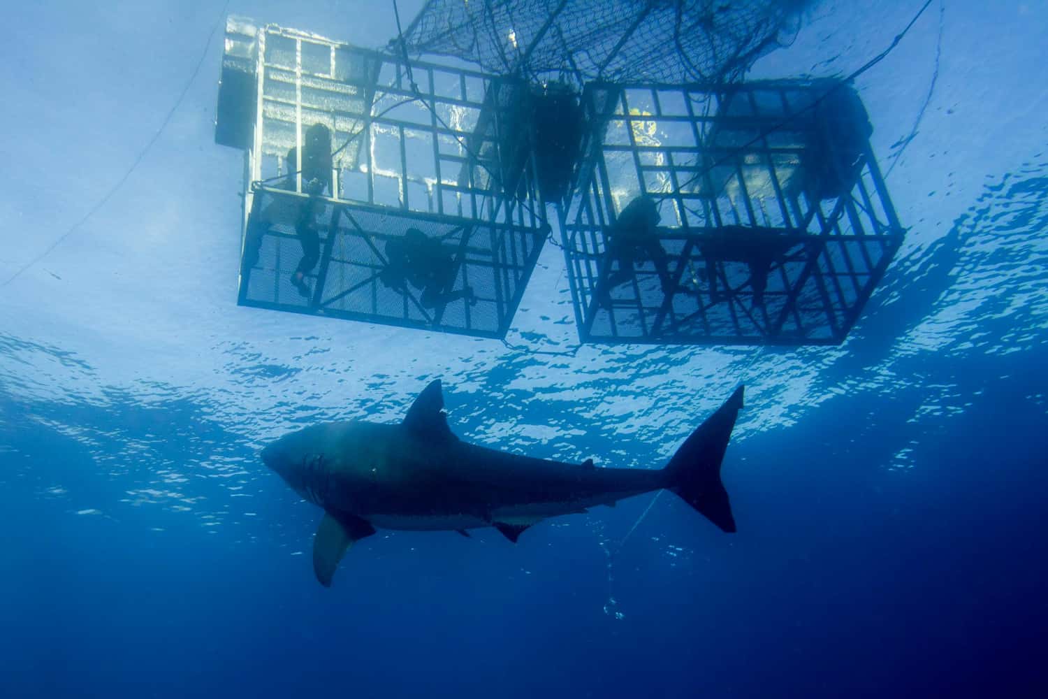 Go Swimming with Sharks in South Africa