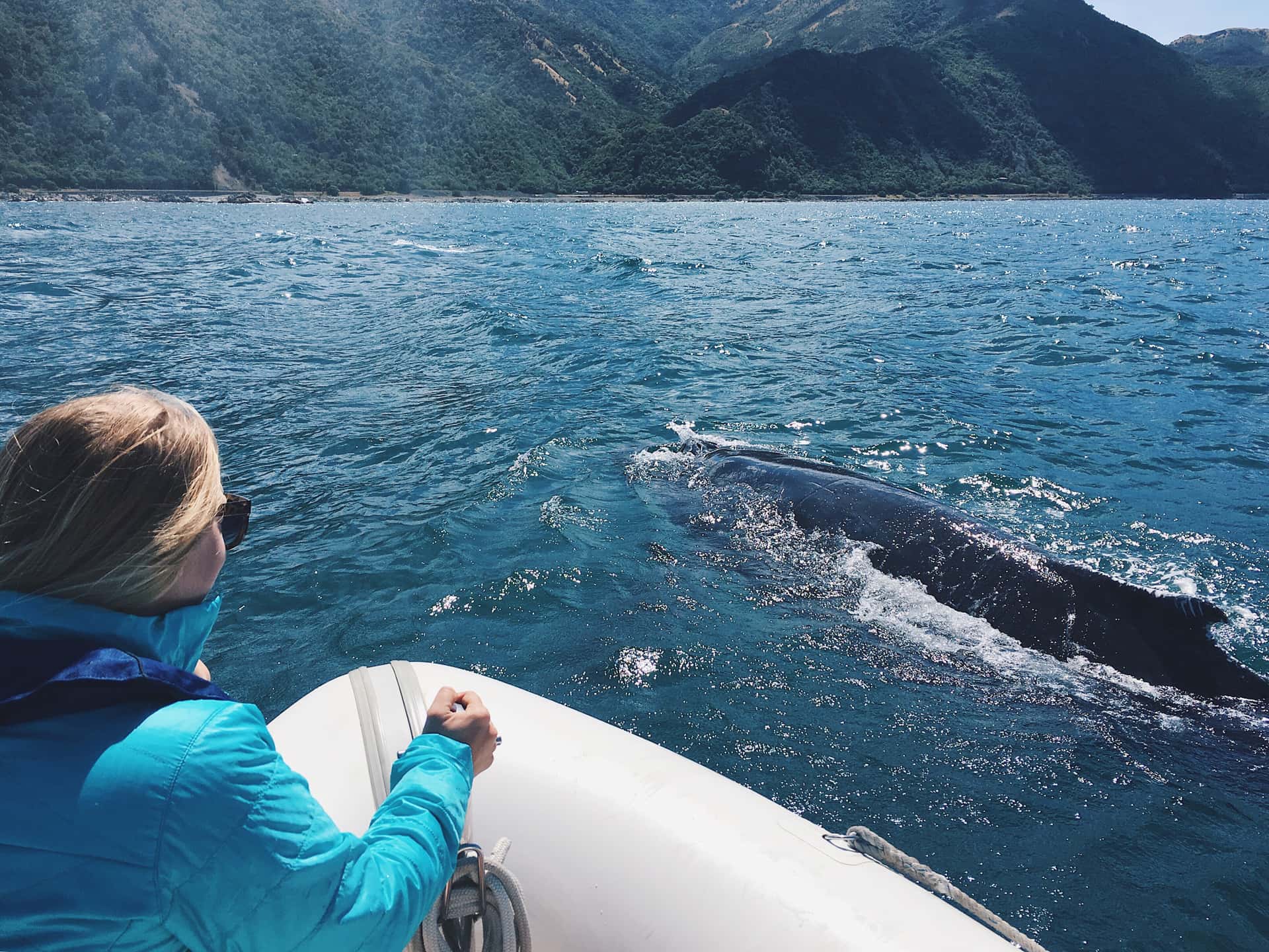 Go whale watching in Australia - New Zealand