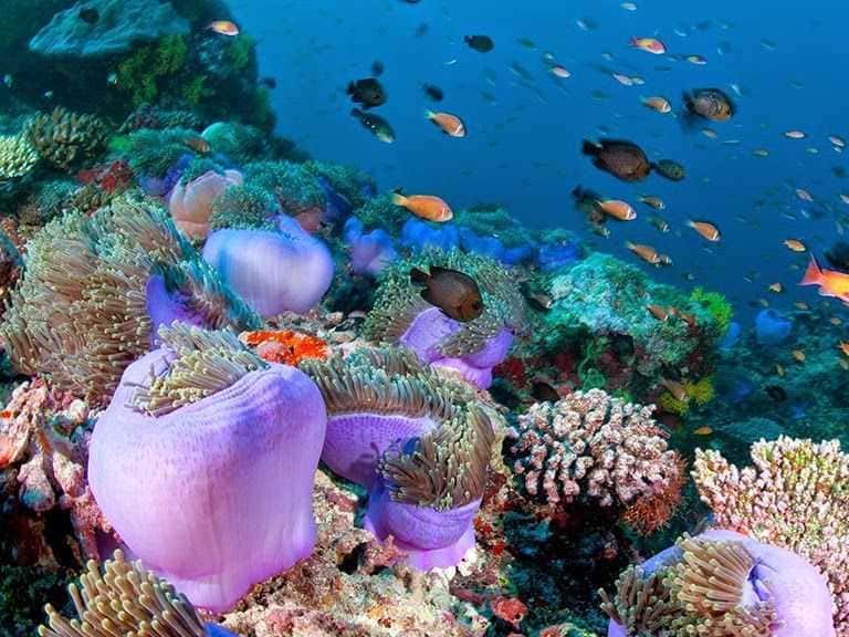 HP Reef In Maldives in Maldives