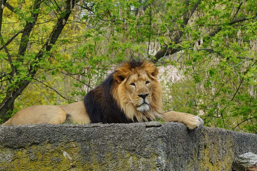 Jeep Safari in Gir National Park  in Gujarat