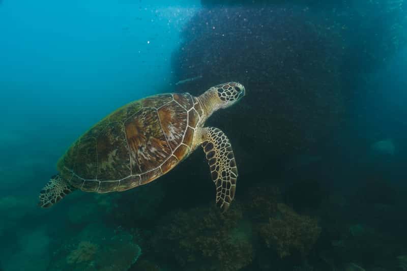 Kosgoda Sea Turtle Conservation Project in Sri Lanka