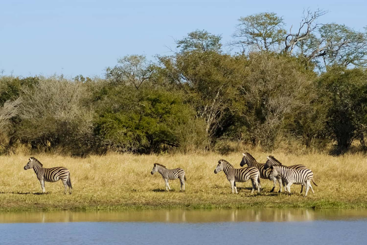 Kruger National Park in South Africa