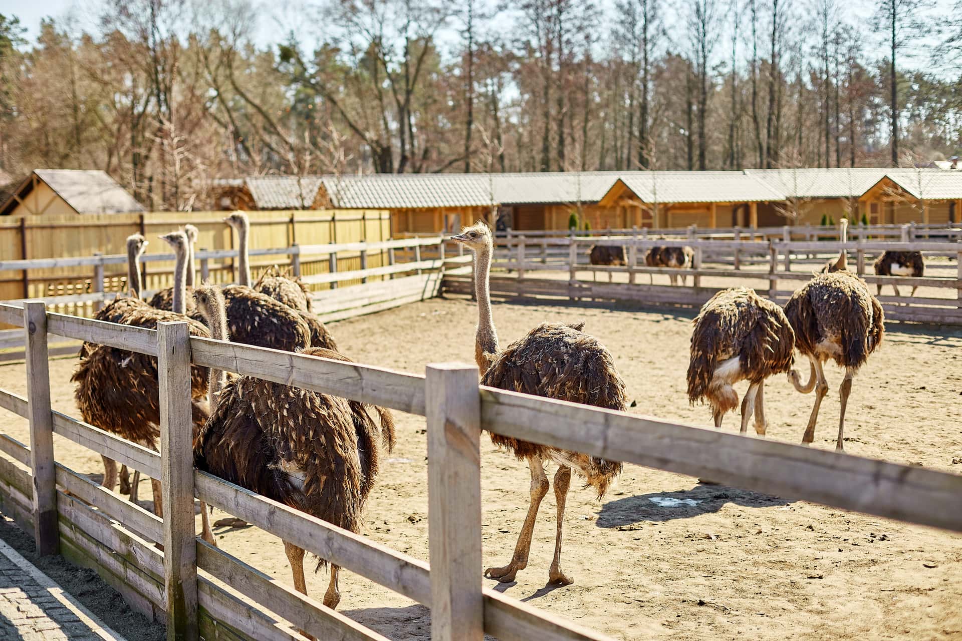 Ostrich Farm Tour in South Africa