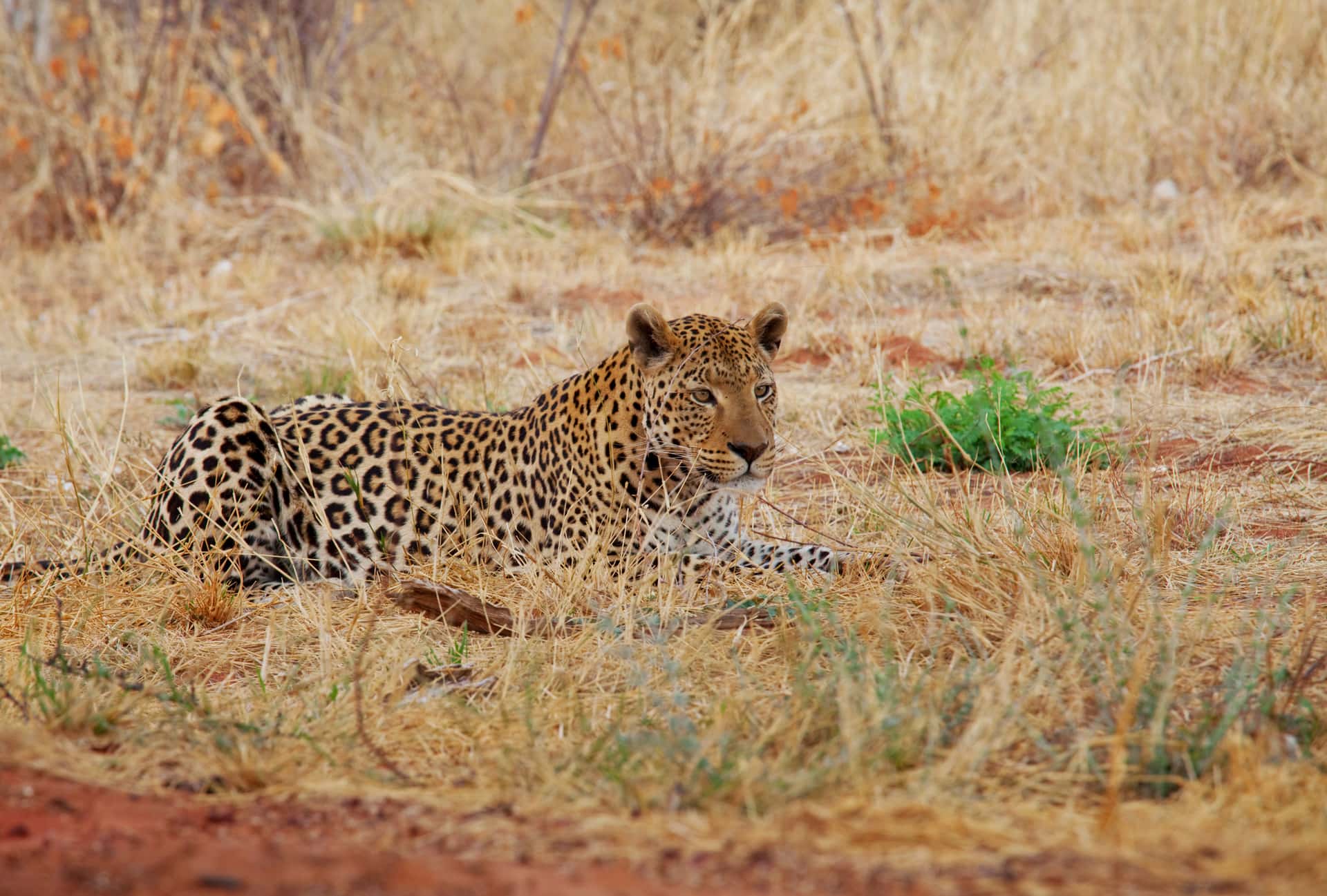 Pilanesberg National Park in South Africa