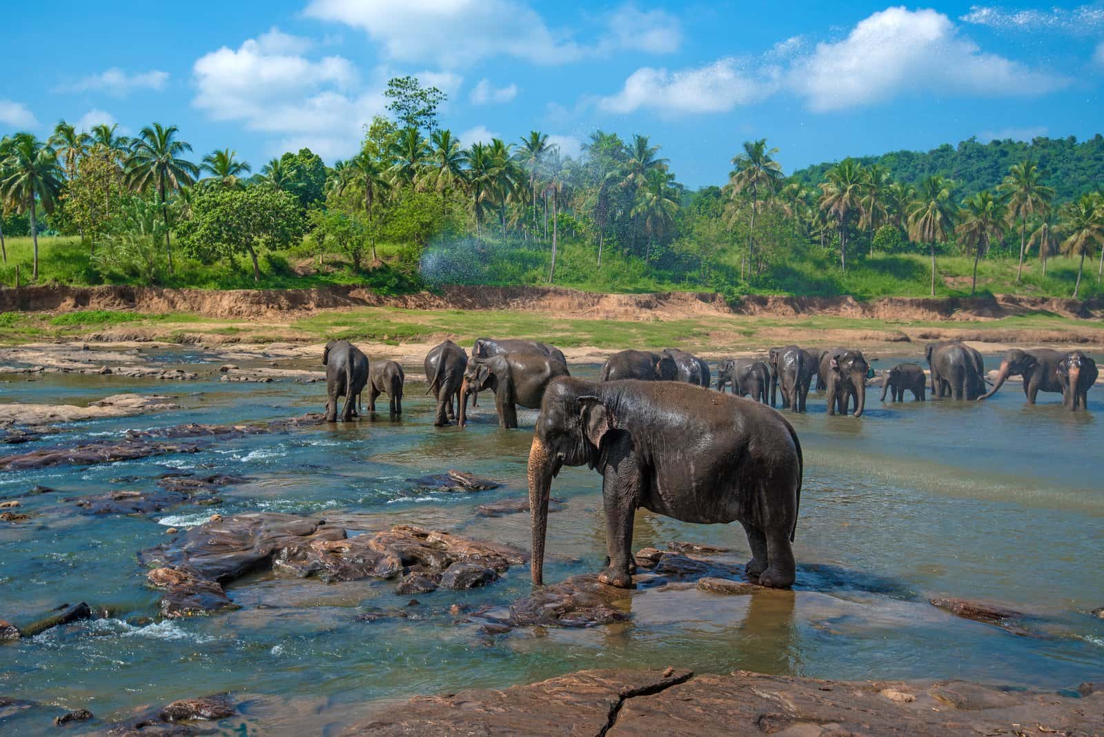 Pinnawala Elephant Orphanage in Sri Lanka