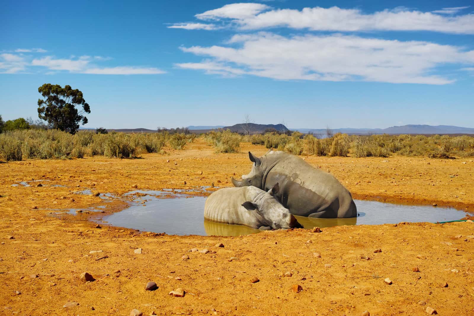 See Rhinos at the Khama Rhino Sanctuary in Botswana