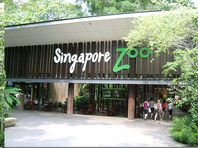 Spend The Day At The Singapore Zoo in Singapore