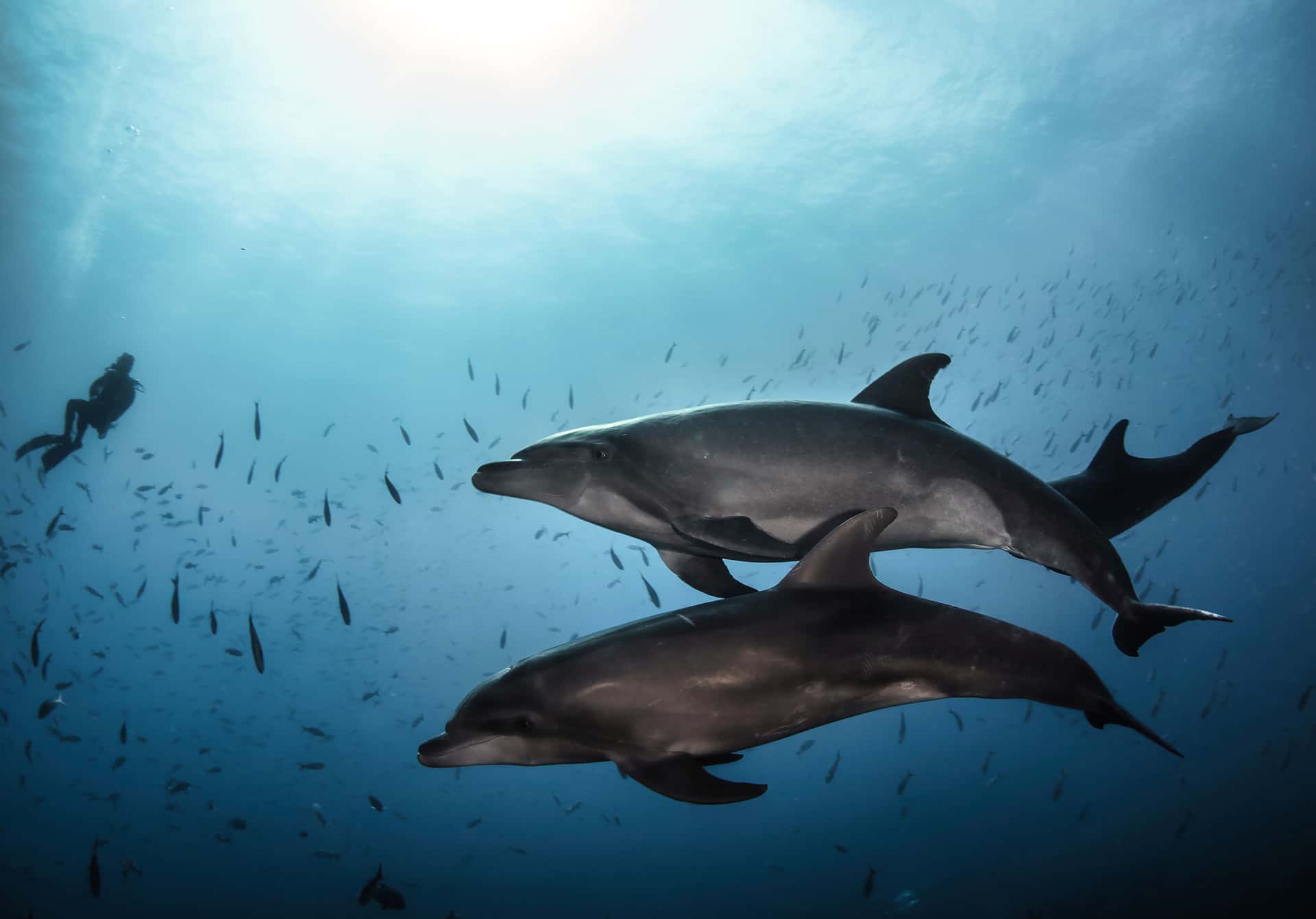 Swim with Dolphins in Australia - New Zealand