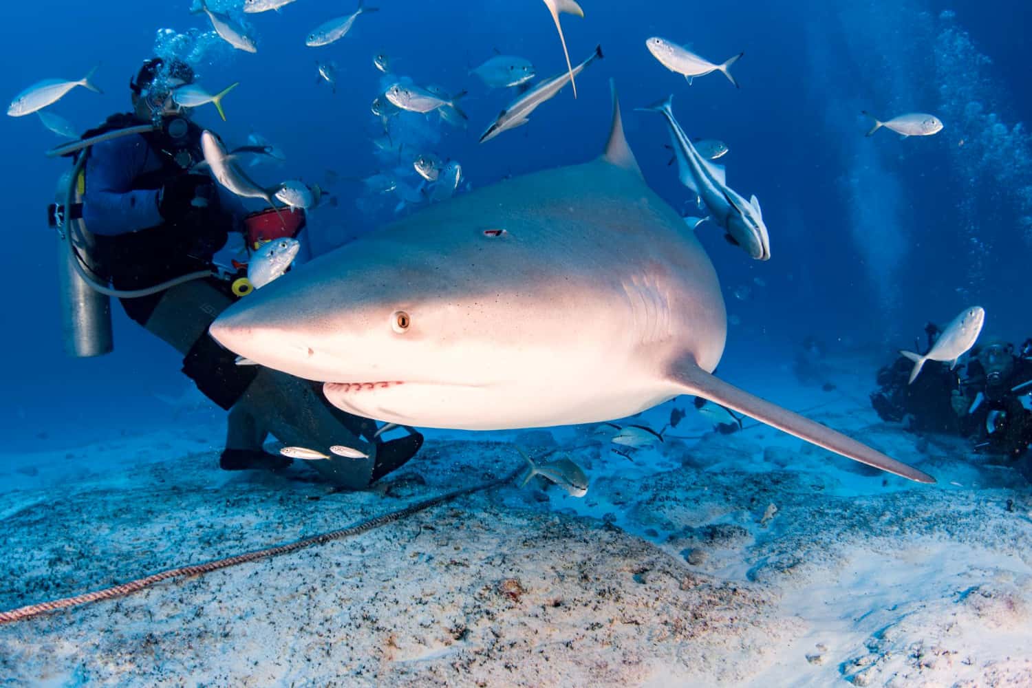 Try white shark tank diving in South Africa