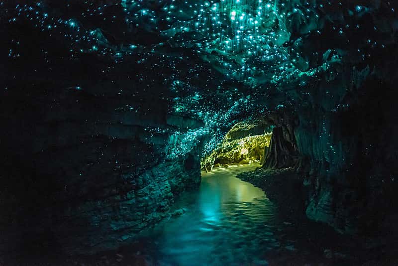 Waitomo Glowworm Caves in Australia - New Zealand