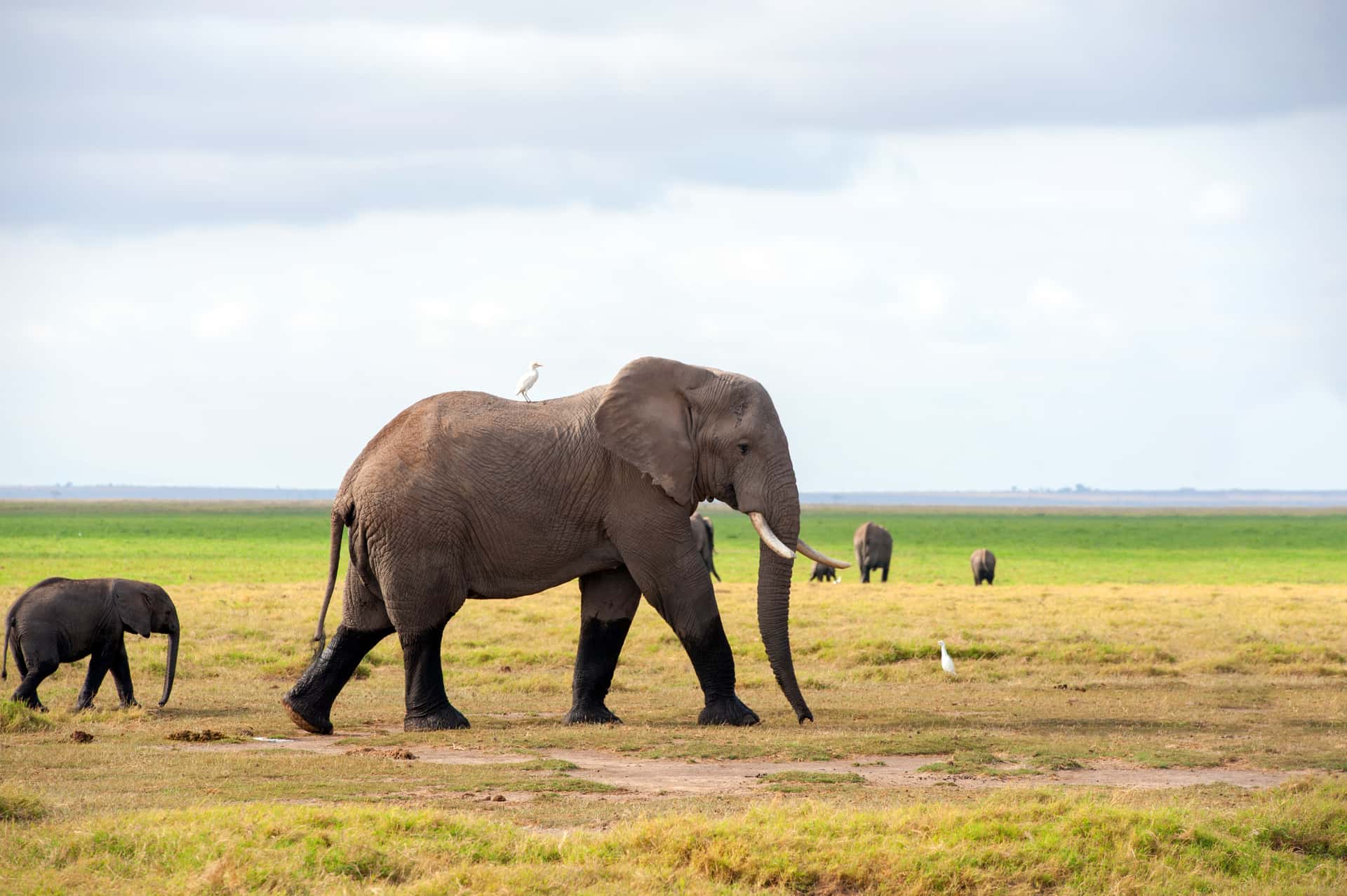 Amboseli National Park (Game Drive) in Kenya
