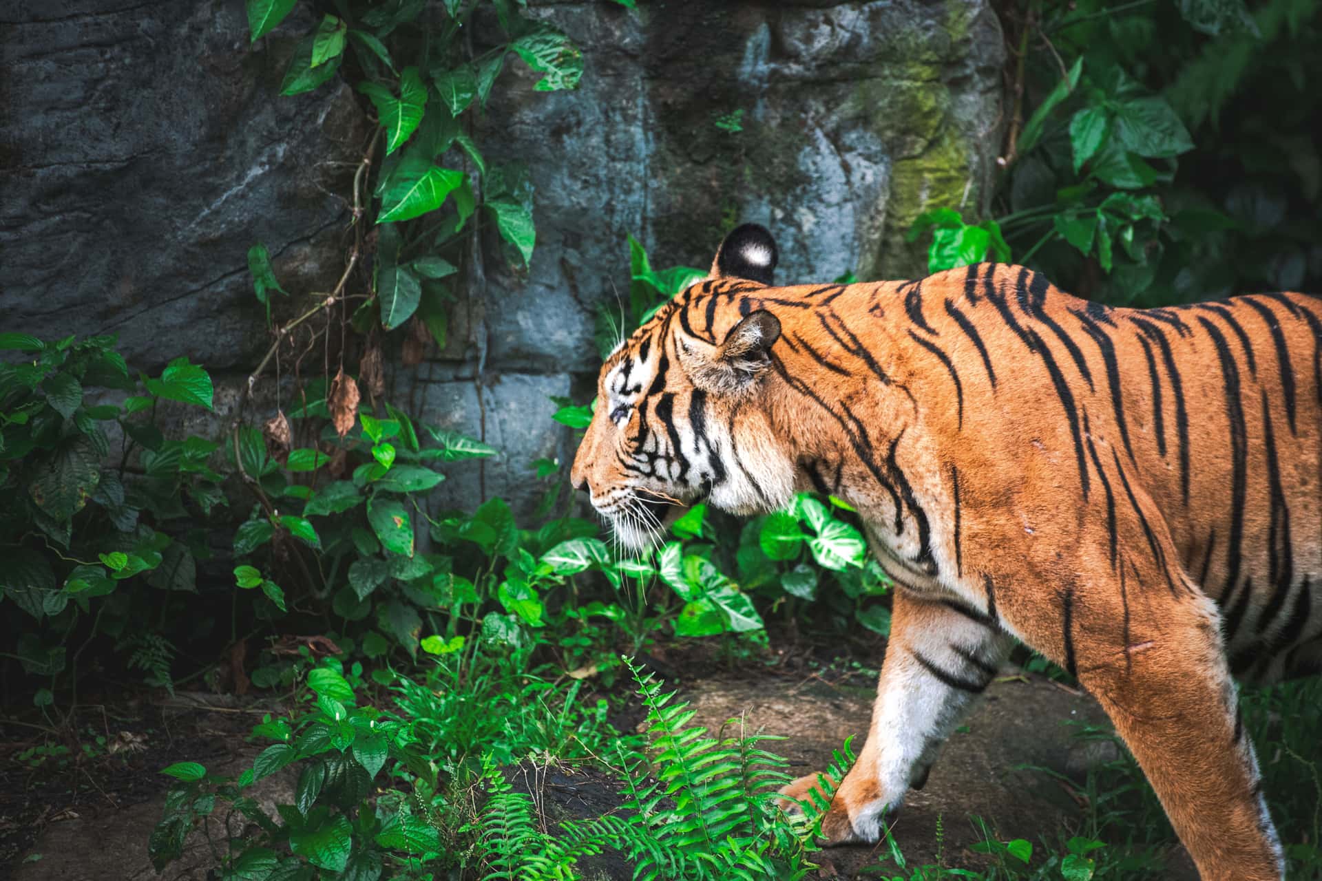 Bali Zoo in Bali