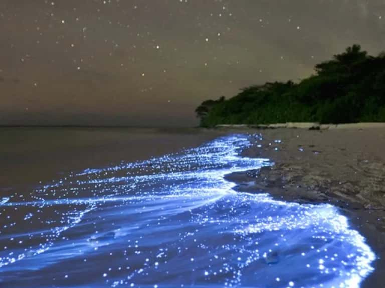 Bioluminescent Beach : glowing beach of Maldives in Maldives