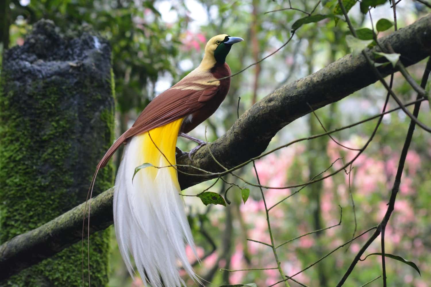 Bird Park in Singapore Malaysia