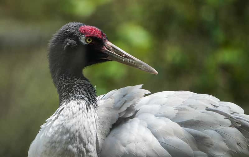 Explore Black Necked Cranes Centre in Bhutan