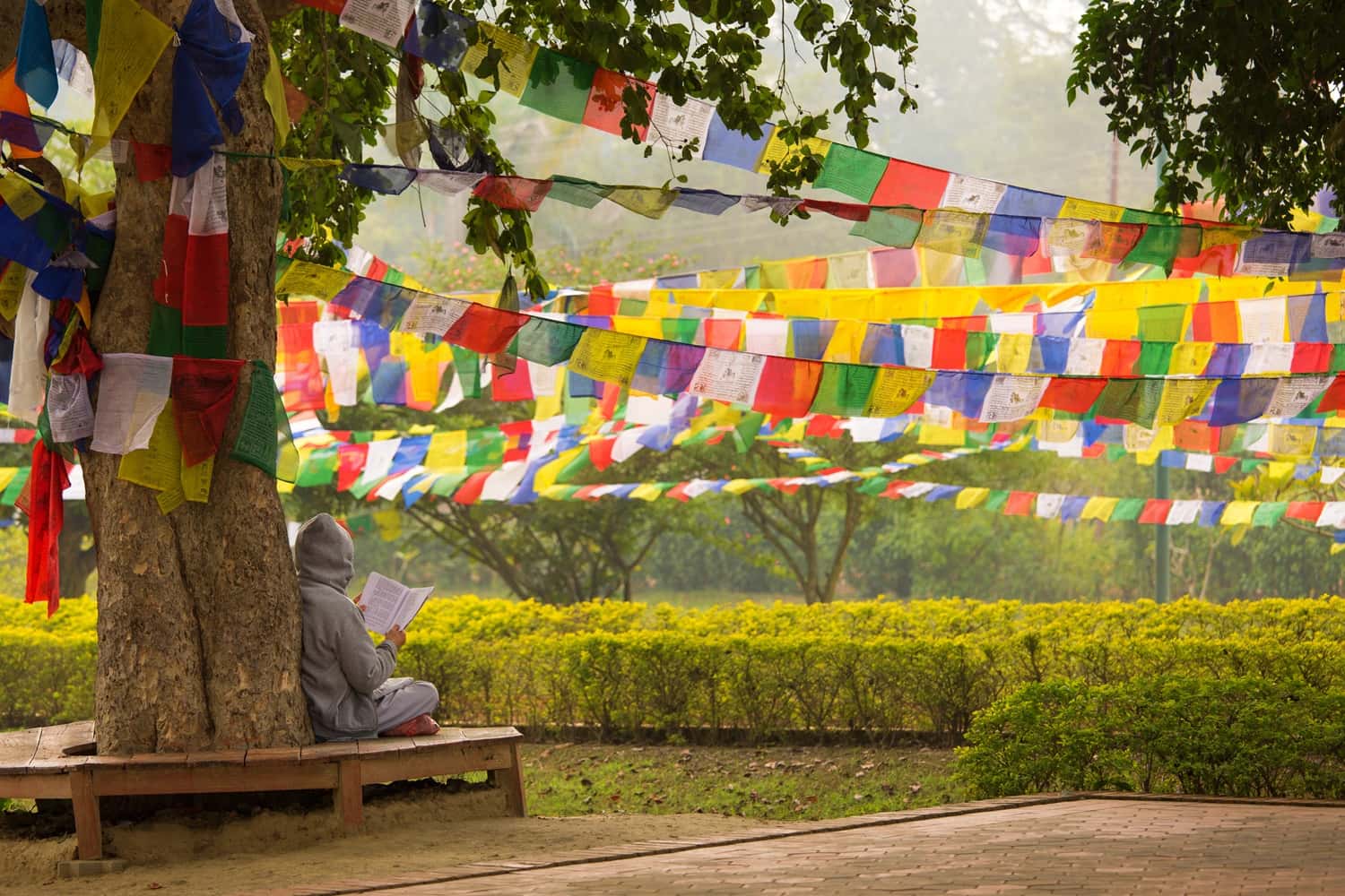 Bodhi Tree in Nepal
