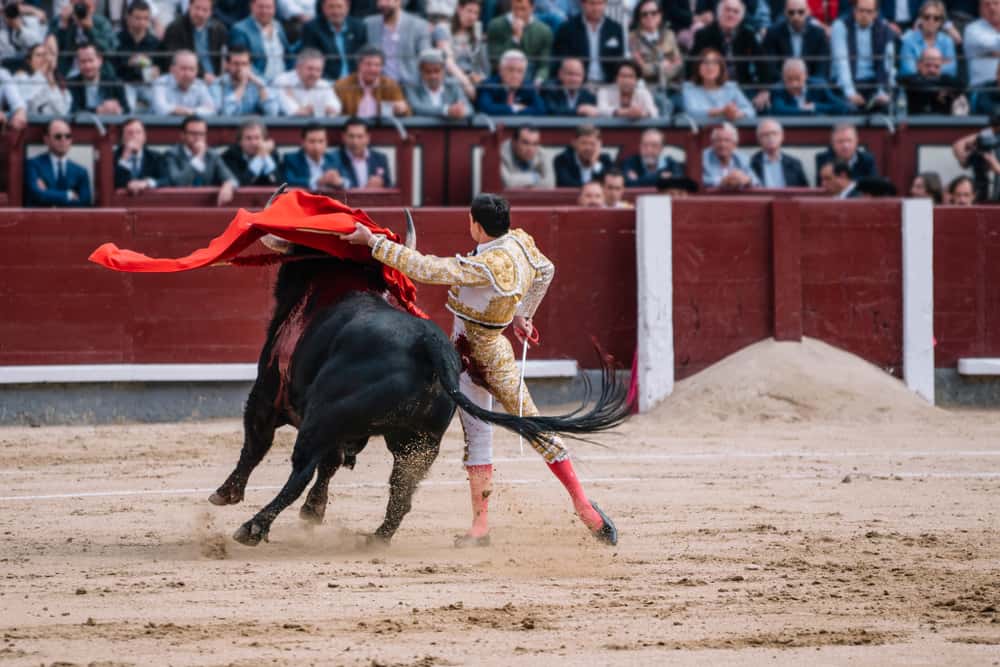 Watch a bullfight in Europe Group Tours