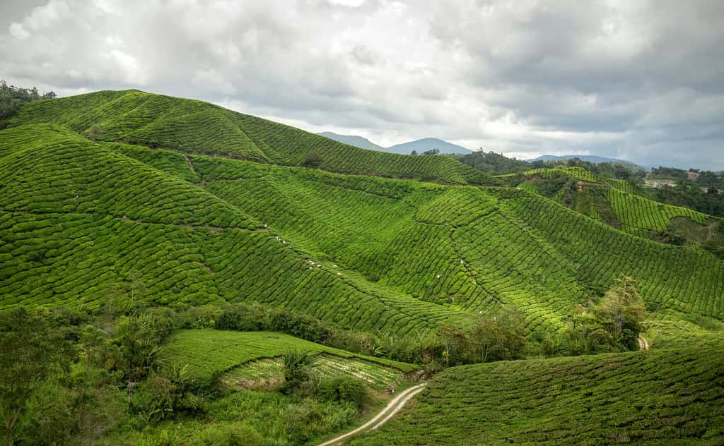 Cameron Highlands in Singapore Malaysia