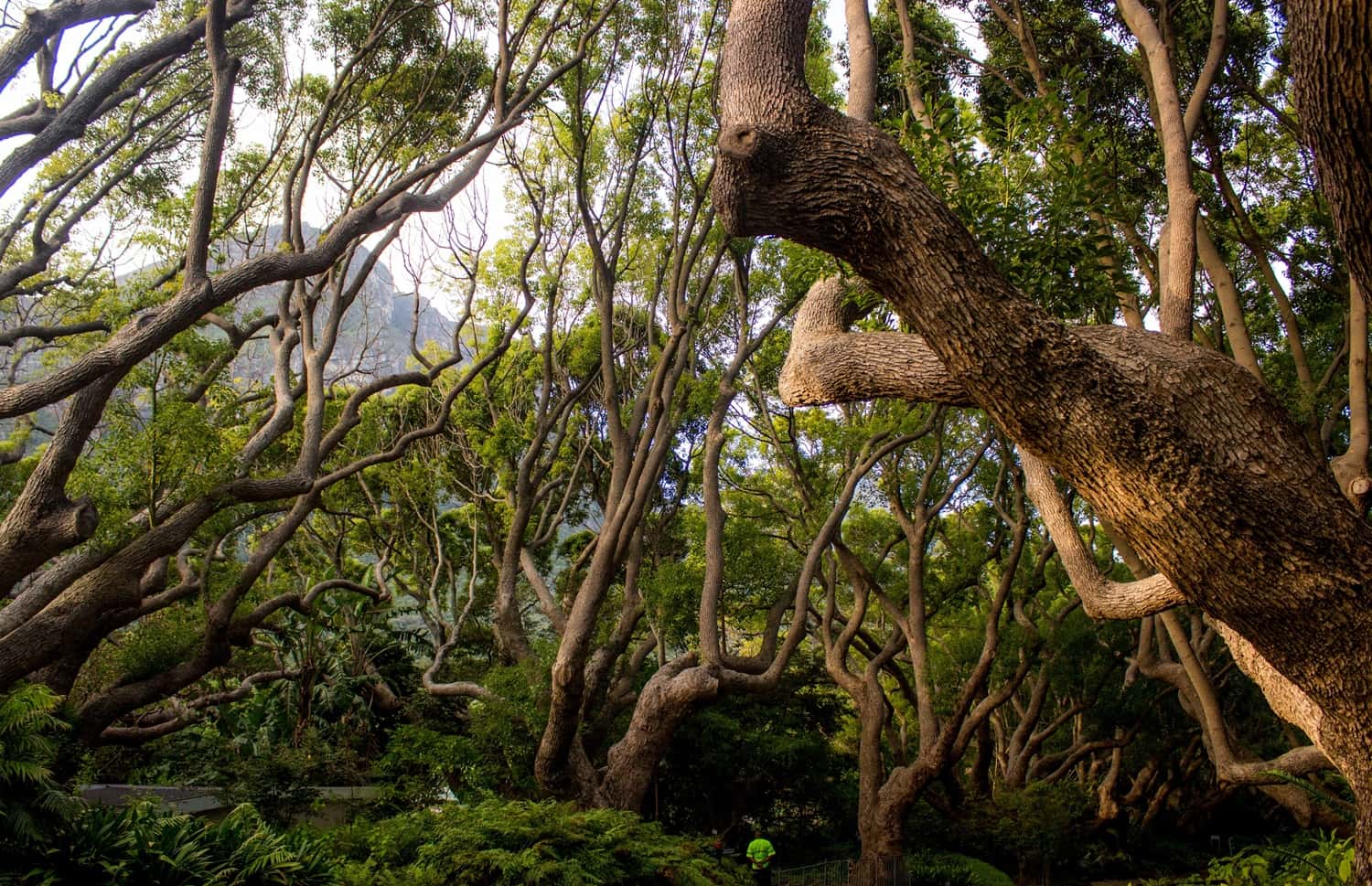 Cape Tribulation & Daintree Wilderness in Australia