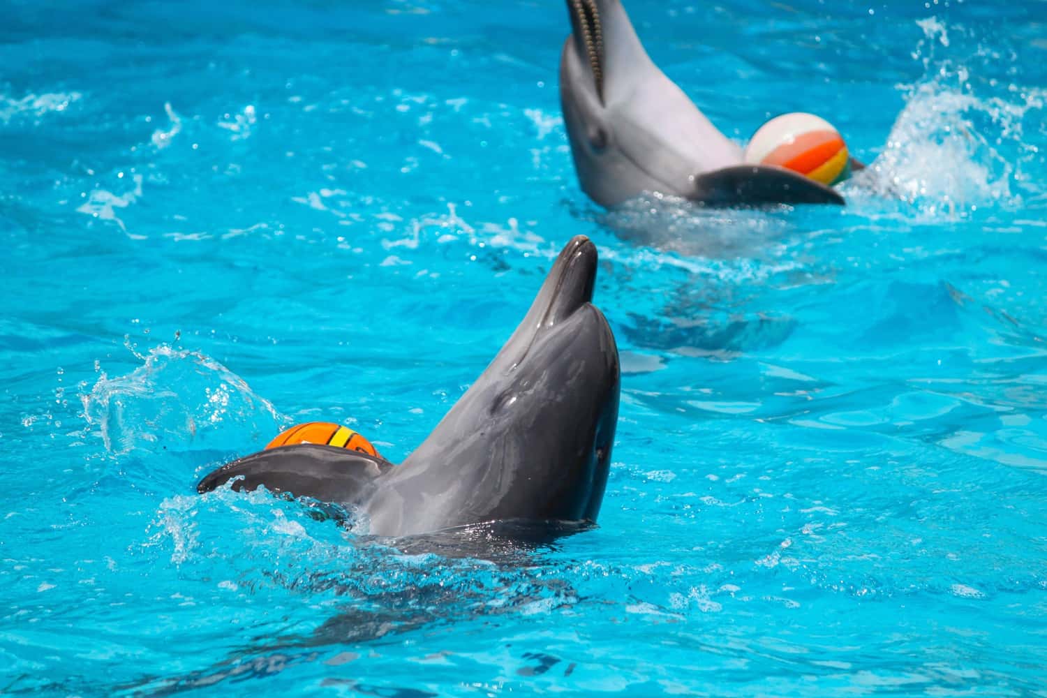 Dubai Dolphinarium in UAE - Dubai
