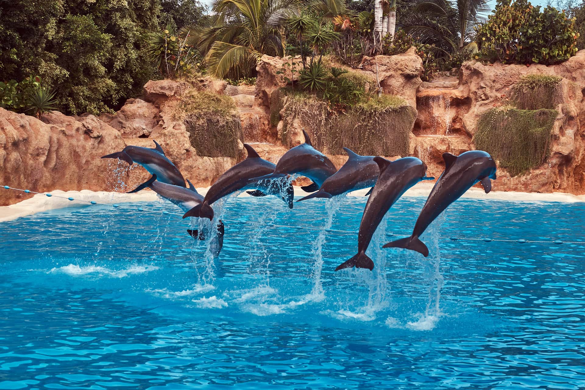 Make Friends With Dolphins At Dubai Dolphinarium in UAE - Dubai
