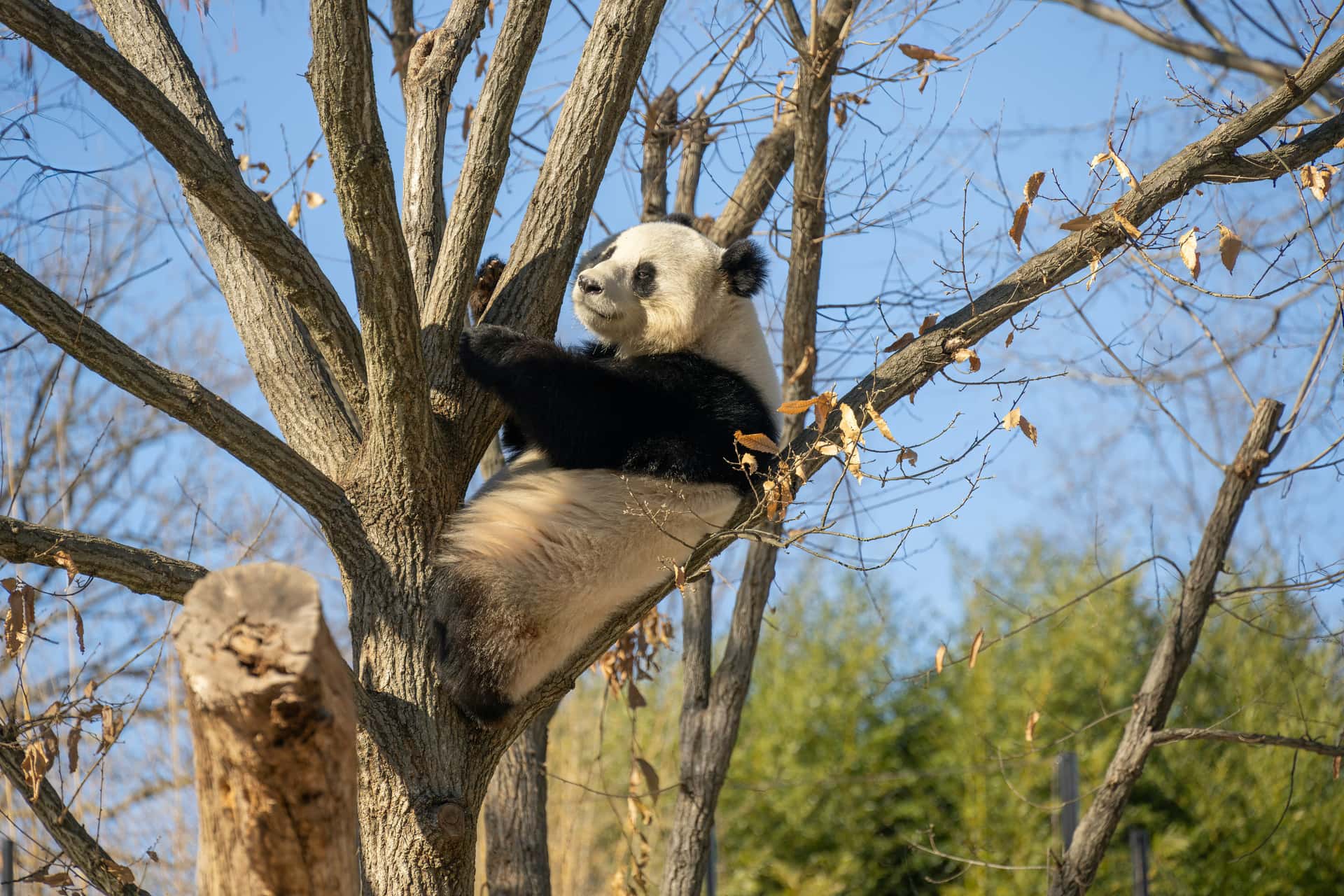 Experience a rare chance to see giant pandas in Hong Kong Macau
