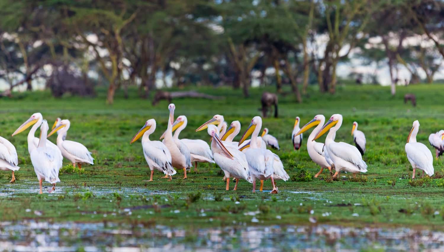 Go Boating at Lake Naivasha in Kenya