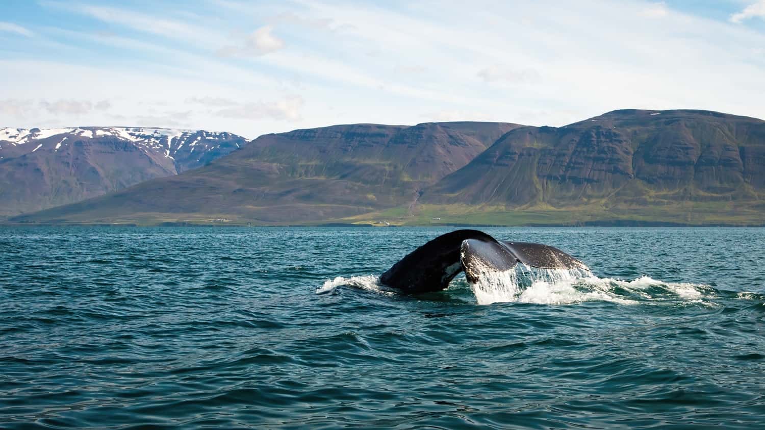 Go on a Whale Watching Tour in Iceland