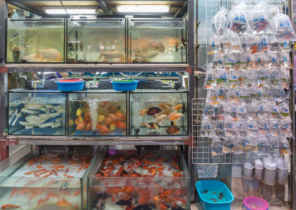 Stroll through the Goldfish Market in Africa Summer 2026 Tours