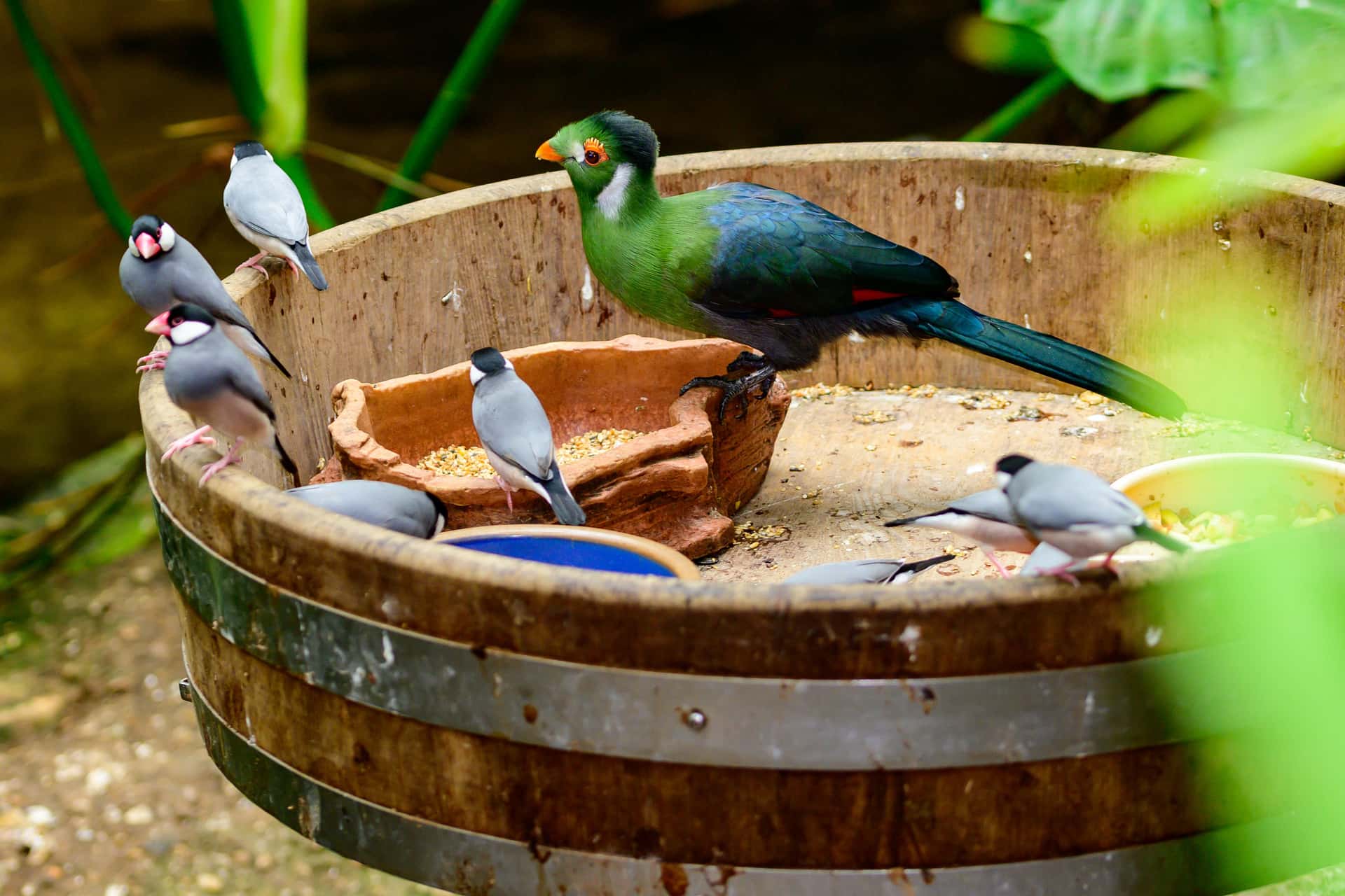 KL Bird Park in Singapore Malaysia