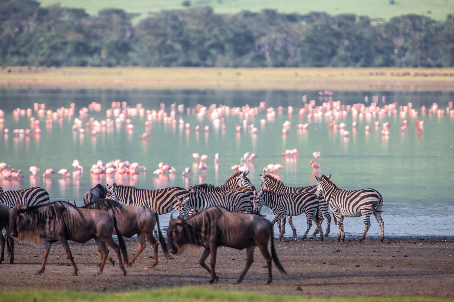 Watch Flock of Flamingos at Lake Nakuru in Kenya