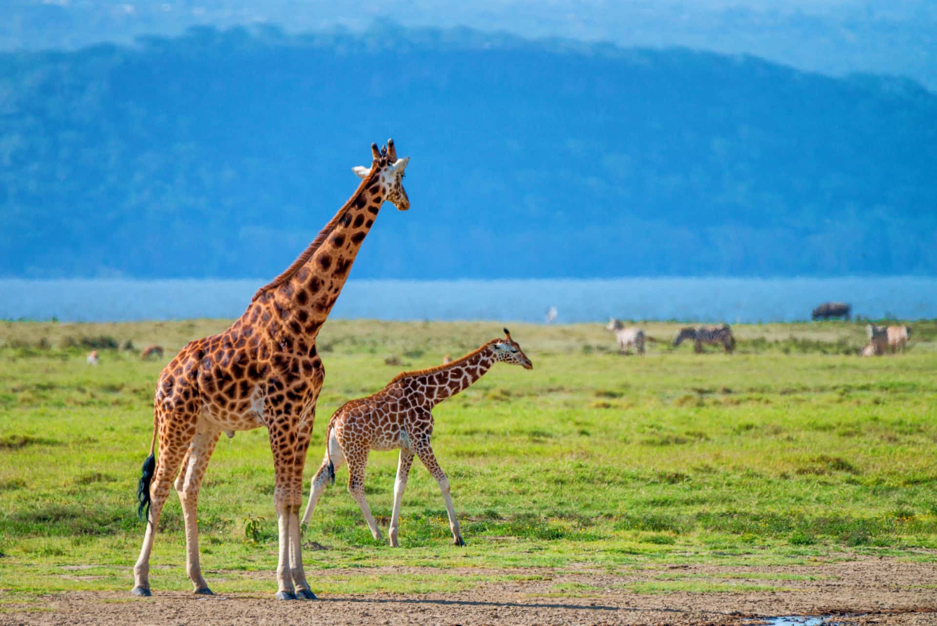 Lake Nakuru National Park (Game Drive) in Kenya