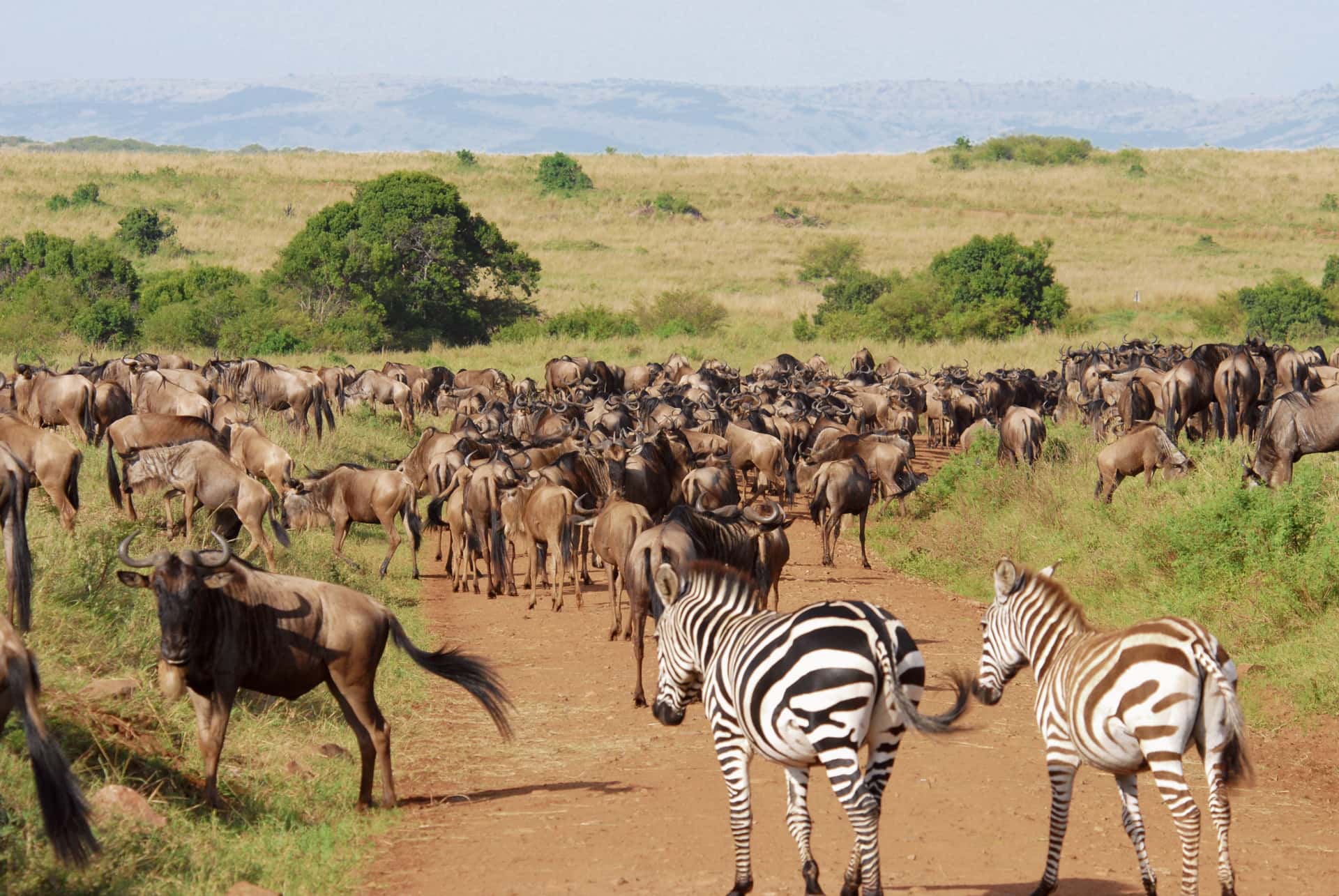Watch the Great Migration in Masai Mara in Kenya