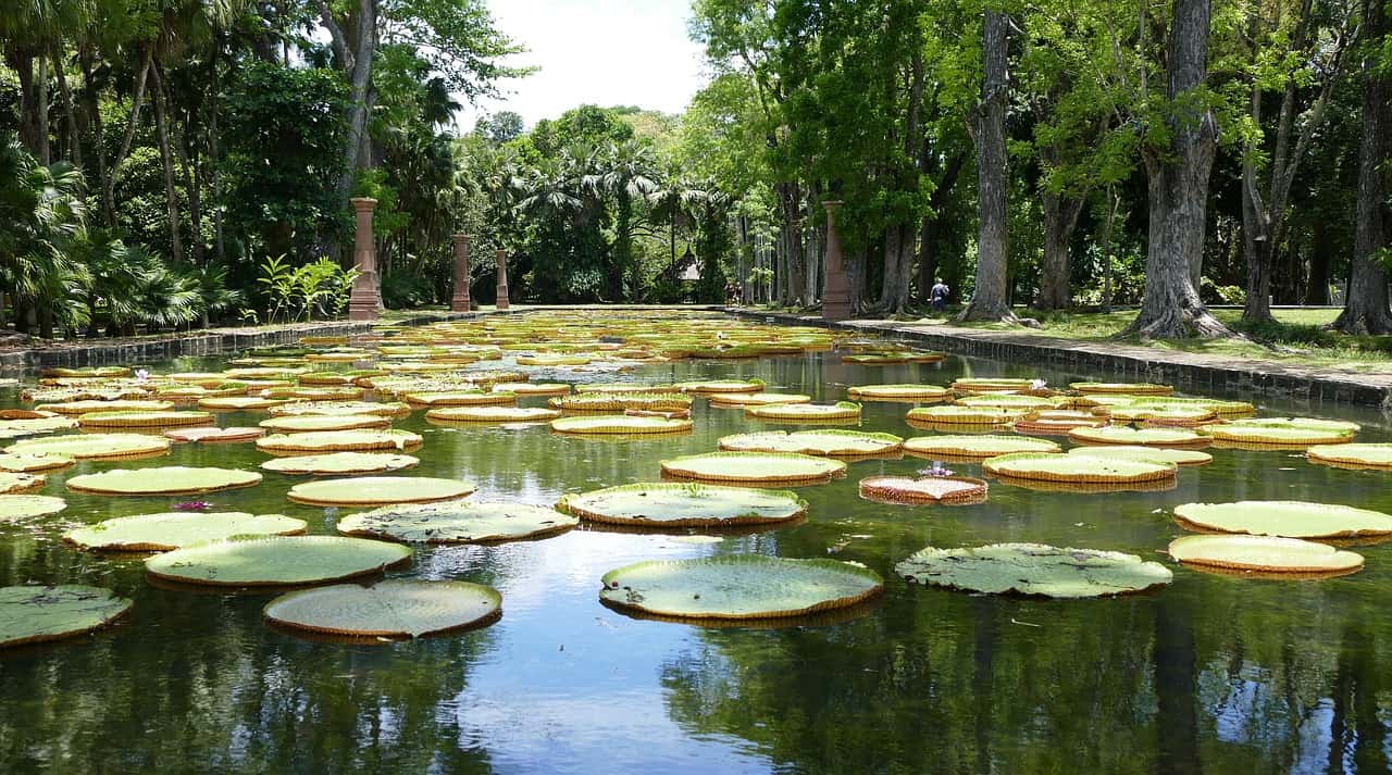 Pamplemousses Botanical Garden in Mauritius