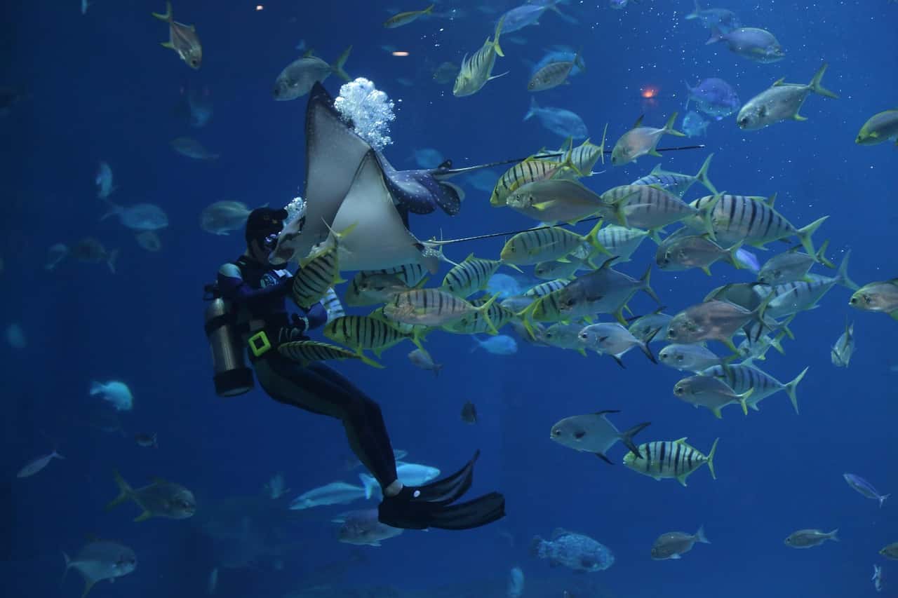 Scuba Dive in Blue Bay Marine Park in Mauritius