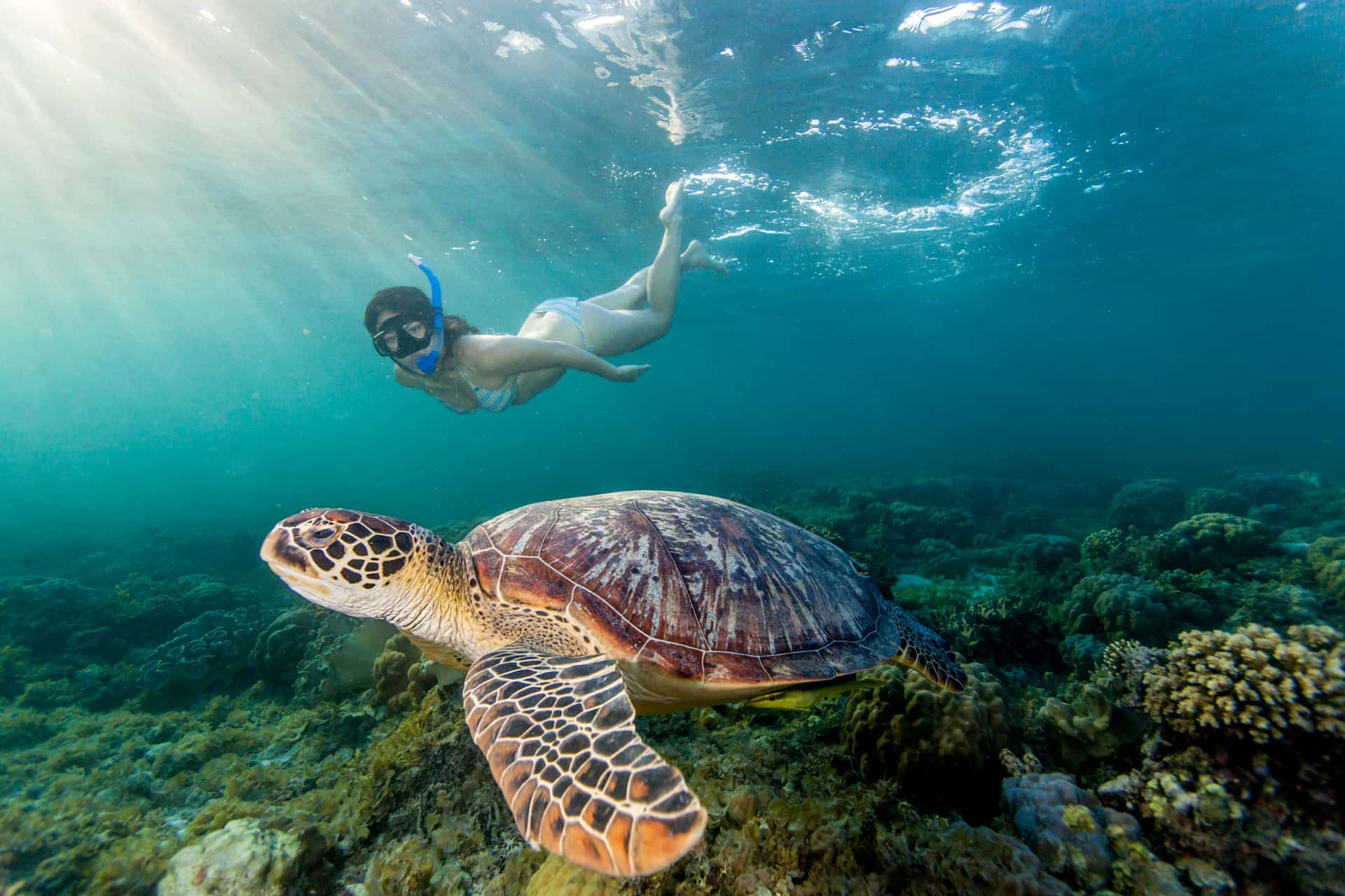 Snorkel in the Indian Ocean in Kenya