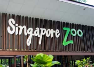 Why Singapore Zoo Is a Must-Visit in 2026: Unique Experiences & Insider Tips