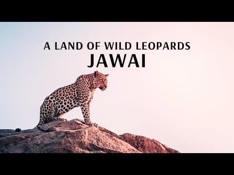 A Land of Wild Leopards Jawai With Flamingo Transworld