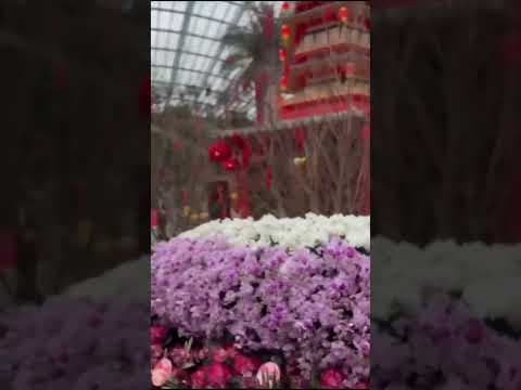 Singapore Flower Dome 🌸😍 Garden by the Bay #shorts #flowerdome