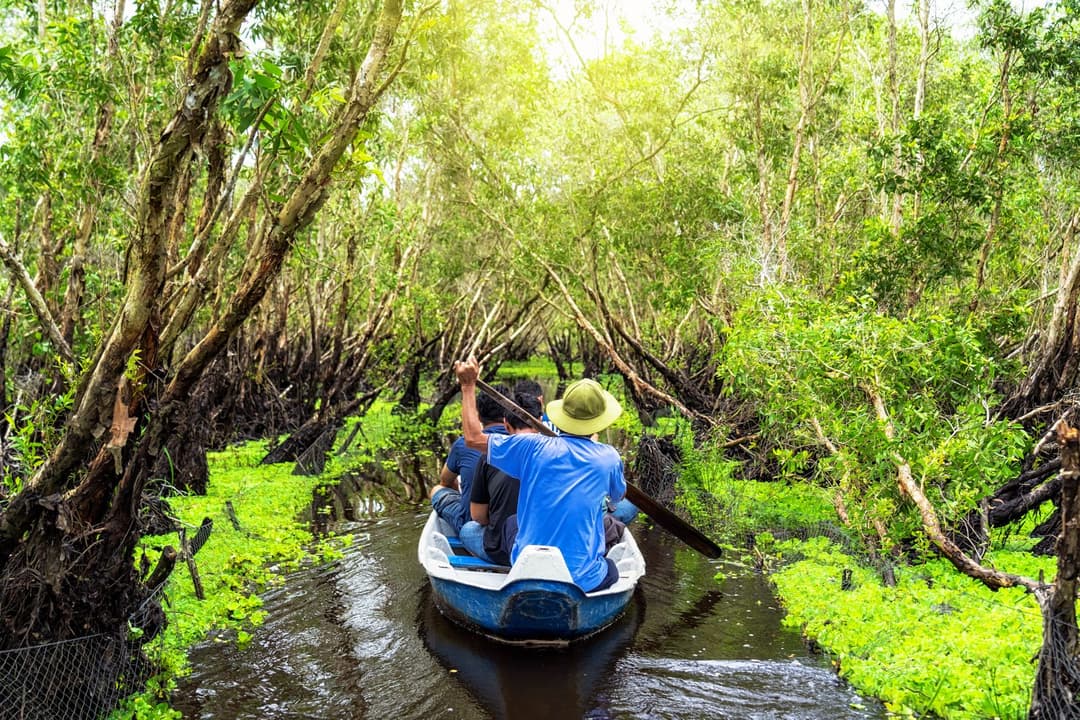 Cruise Through the Mangroves