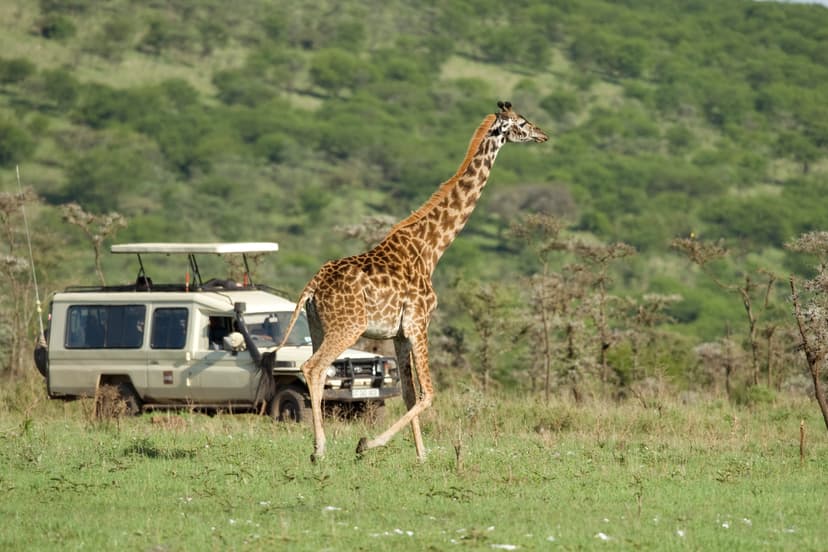 Enjoy Jeep safari at Nairobi National Park