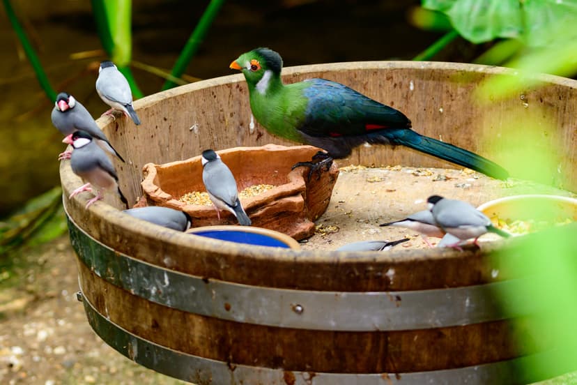 KL Bird Park