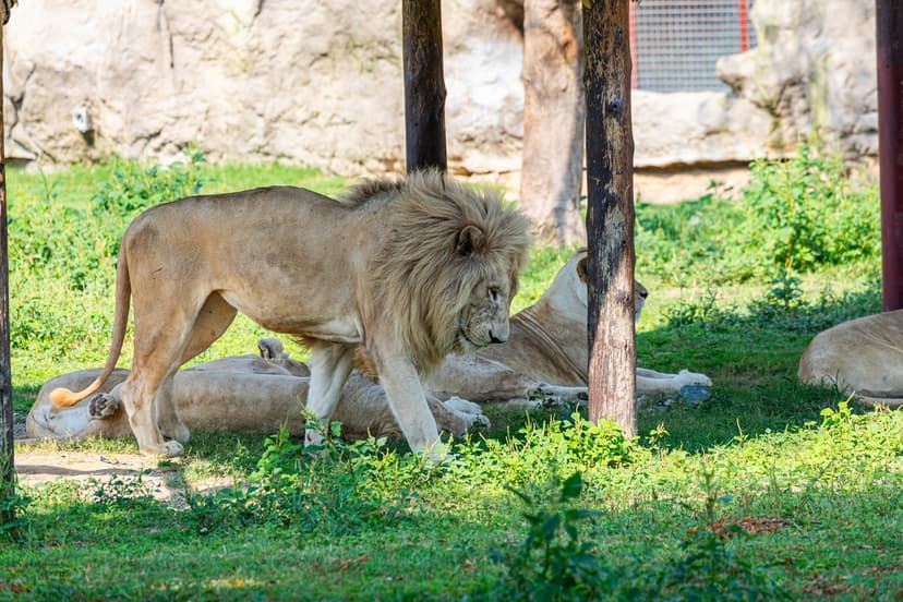 Lion Park
